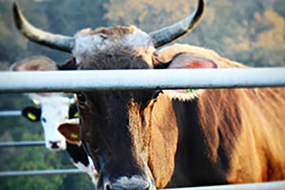Azienda Agricola Rossi